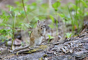 Chipmunk sits on a log close up.