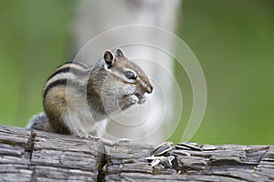 Chipmunk sits on a log close up. Russia, Buryatia