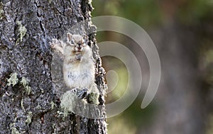 Chipmunk sits on a tree