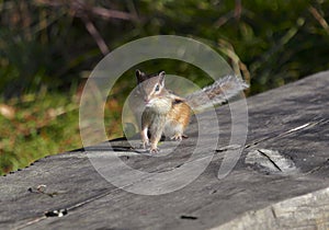 Chipmunk sitting on the Board 2