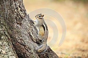 The chipmunk is sitting near the tree.