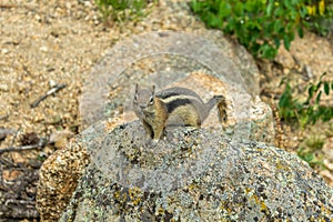 Chipmunk sitting on a rock