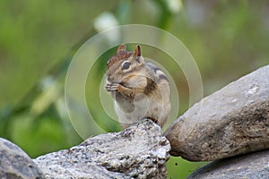 Chipmunk sitting on a stone