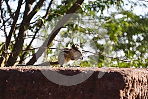 Chipmunk sitting on the stone and eating food