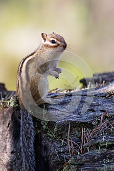 Chipmunk sitting on the tree