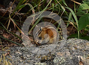 Chipmunk Snacking on an Acorn in the Wild