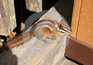 Chipmunk squirell on wood