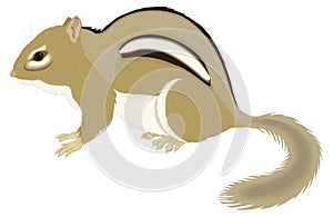 chipmunk squirrel animal vector illustration transparent background