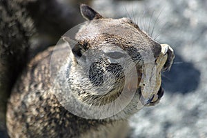 Chipmunk Squirrel eating a Peanut