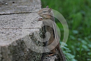 Chipmunk Standing Against Bricks