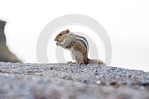 Chipmunk standing on the ground, munching on a snack