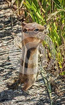 Chipmunk Standing on Hindlegs and Eating