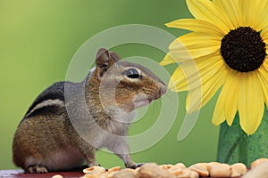 Chipmunk standing next to sunflower