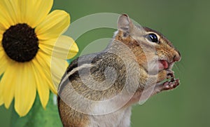 Chipmunk standing next to sunflower with little tongue sticking out