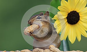 Chipmunk standing next to sunflower stuffing a peanut in his cheek