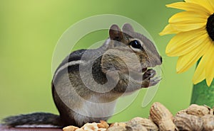 Chipmunk standing next to sunflower surrounded by peanuts