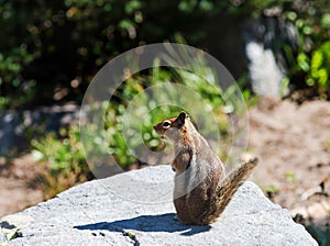 Chipmunk standing on a rock in Mt Rainier National park