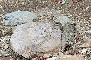 Pruhovaná veverica stojace na kameň v hornatý oblasť  spojené štáty americké stav pripojiť daždivejšie 