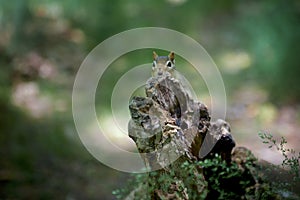 Chipmunk sticking his head up behing a log