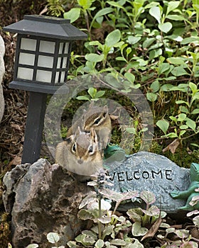 Chipmunk Stock Photos.  Chipmunks animal in the rock garden with a welcome sign with foliage background