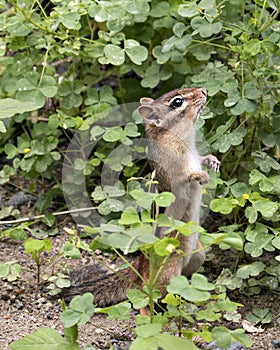 Chipmunk stock photos. Close-up standing on its back legs with a side profile view.Picture. Portrait. Image.