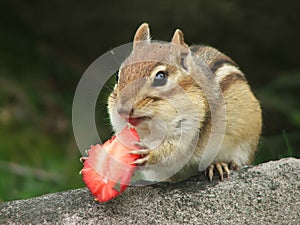 Chipmunk with strawberry