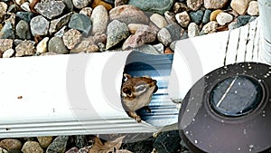 Chipmunk with stuffed cheeks looks cautiously out of downspout - funny