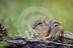 Chipmunk is stuffing cheeks in a woodland Fall seasonal scene