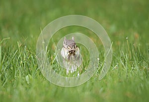 Chipmunk with Summer Allergies