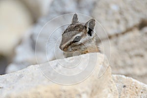 chipmunk on a summer day