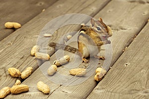 Chipmunk with tongue out eating peanuts