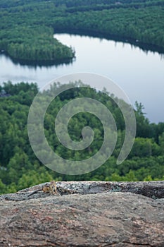 Chipmunk on top of mountain in New Hampshire