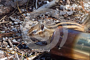 Chipmunk in a tourist campsite, prowling through the remains of a campfire among abandoned open scorched kostrommetallic cans.