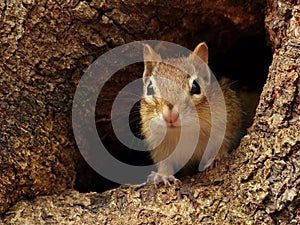 Chipmunk in a Tree Hole