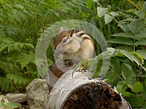 Chipmunk on tree trunk