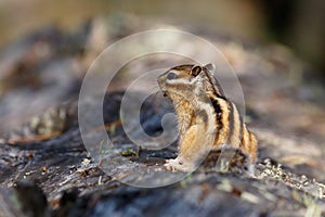 Chipmunk turned his back to me