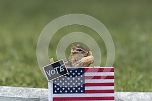 Chipmunk VOTE booth election concept with USA flag peanuts for votes