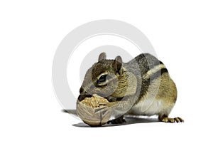 Chipmunk and Walnut