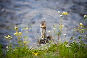 Chipmunk by the Water