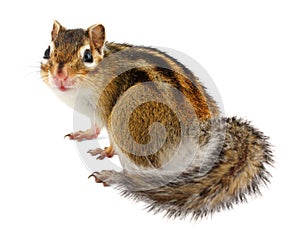 Chipmunk on white