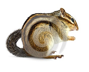 Chipmunk on white