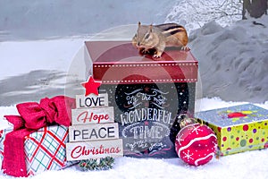 Chipmunk wishes at Christmas time