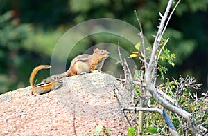 Chipmunk and Young Chipmunk