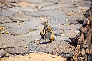 Chipmunks on Cofete beach