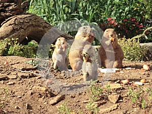 Chipmunks eating