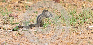 Chipmunks eating fresh Grass photo