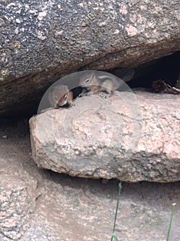 Chipmunks