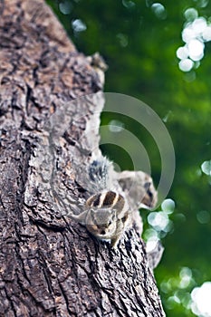 Chipmunks photo