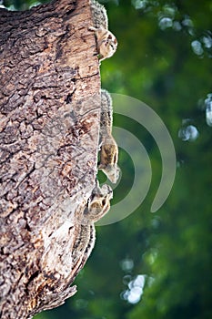 Chipmunks photo