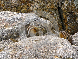 Chipmunks on rocks, North America photo